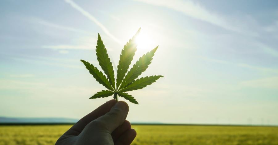 Hemp leaf in sunshine