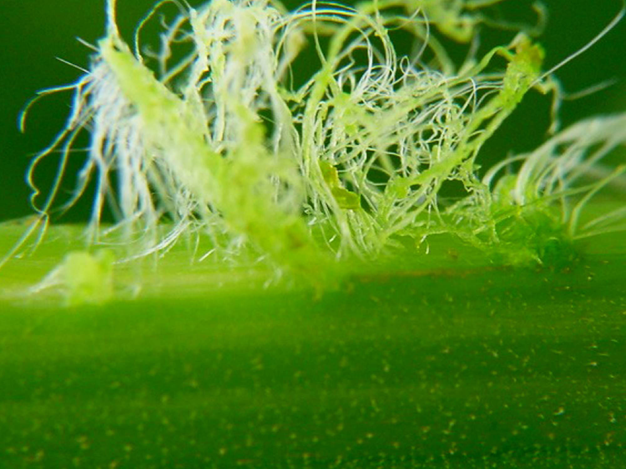 Hemp stalk close-up