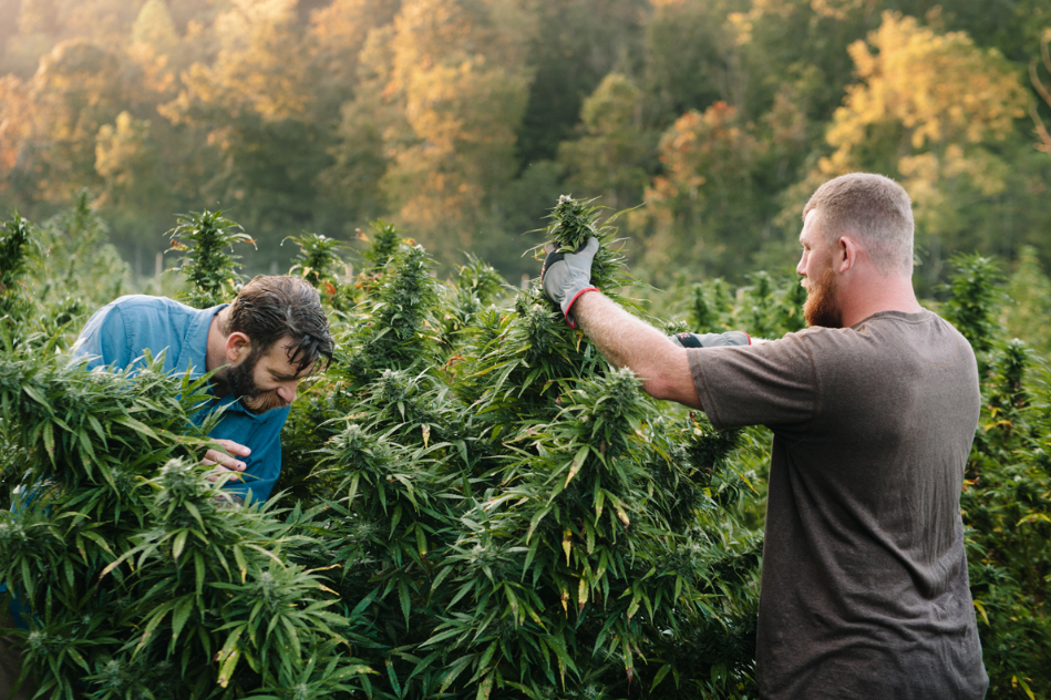 Farmers in hemp crop