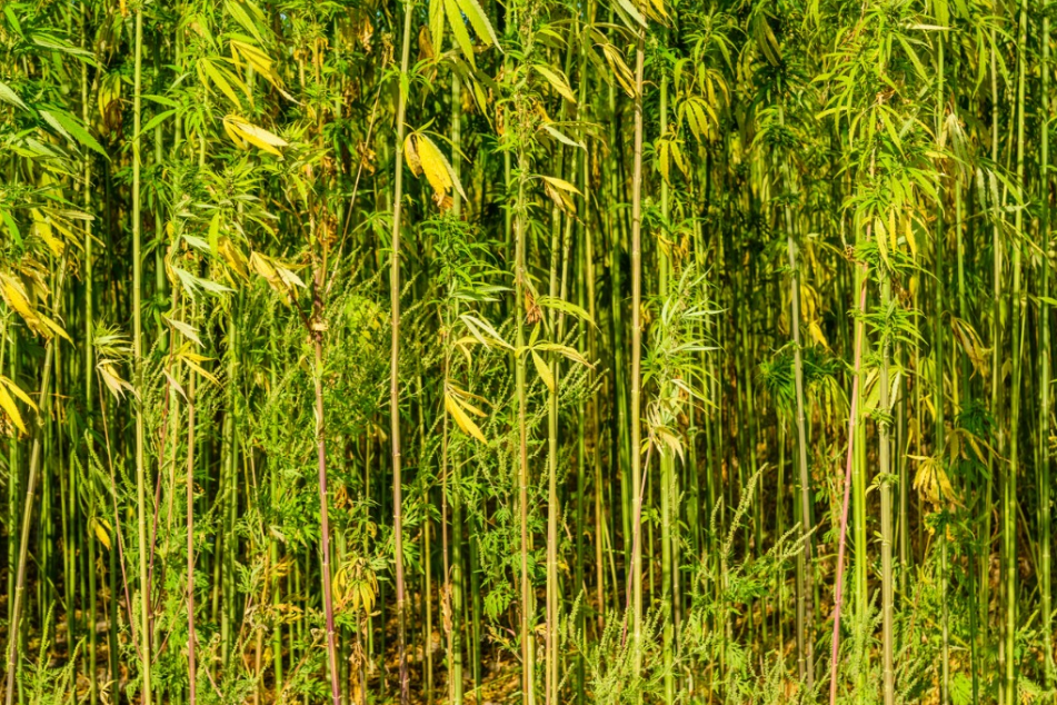 Hemp stalks in the field